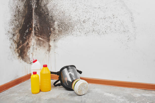Trusted Milford, DE Mold Removal Experts