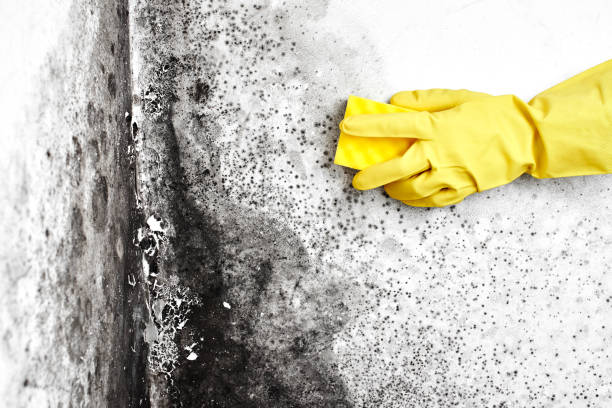 Professional Mold Removal in Milford, DE