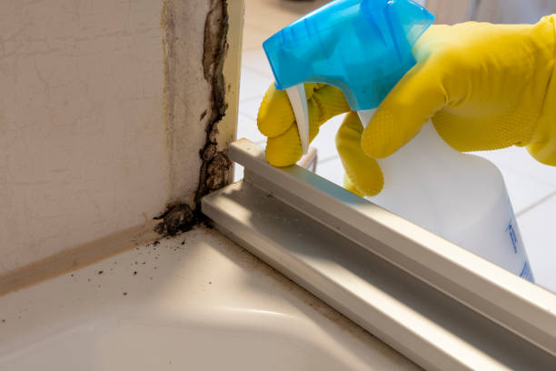 Best Black Mold Removal  in Milford, DE