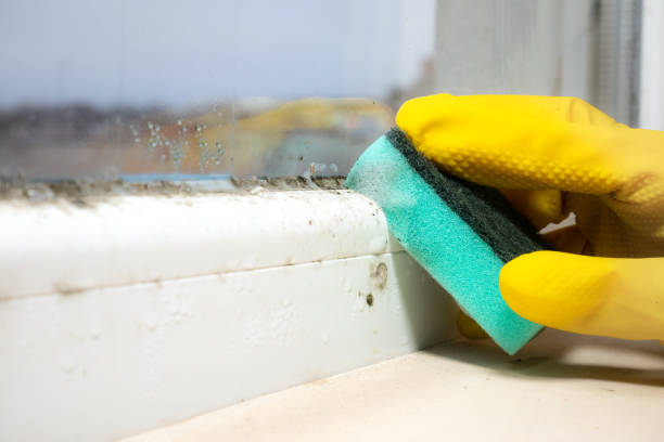 Best Same-Day Mold Removal  in Milford, DE