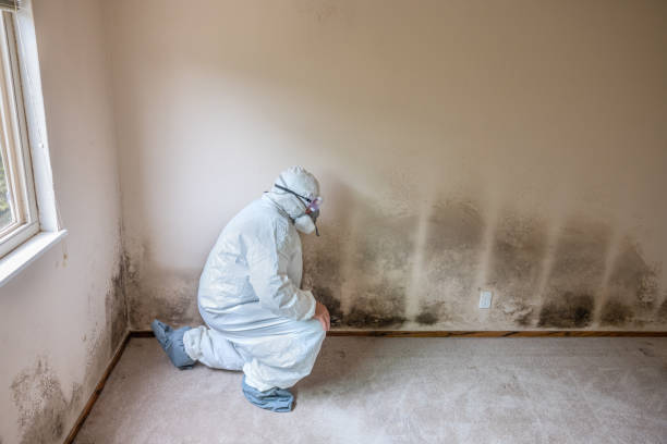 Best Mold Removal and Inspection  in Milford, DE