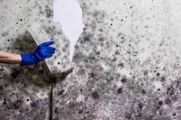 Best Mold Testing  in Milford, DE