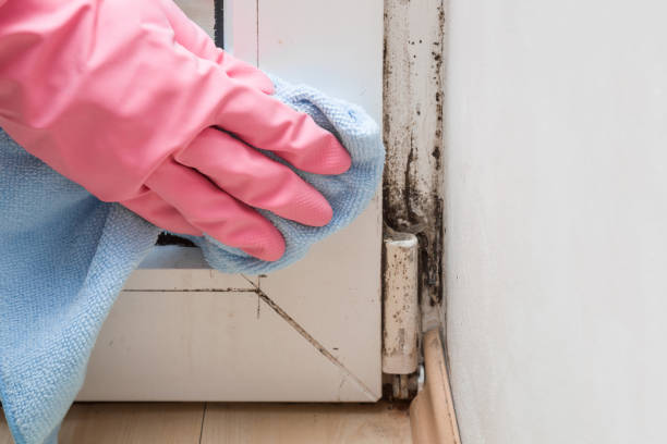 Best Office Mold Removal Services  in Milford, DE