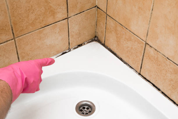 Best Affordable Mold Removal  in Milford, DE